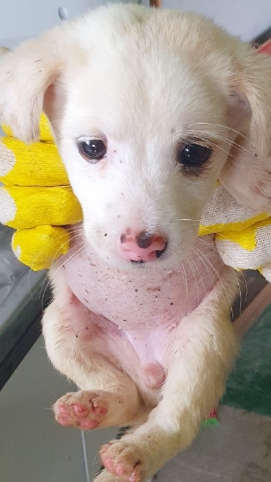 믹스견 이미지 파일 입니다.